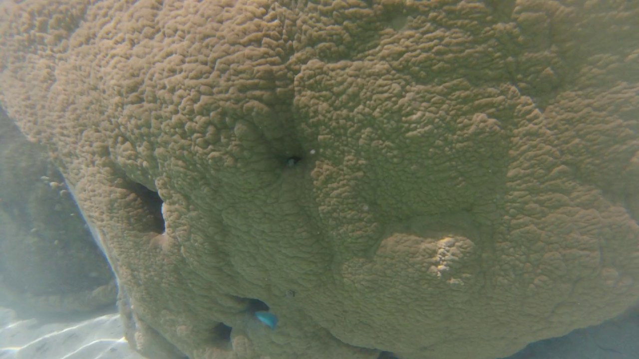 PNIDP2