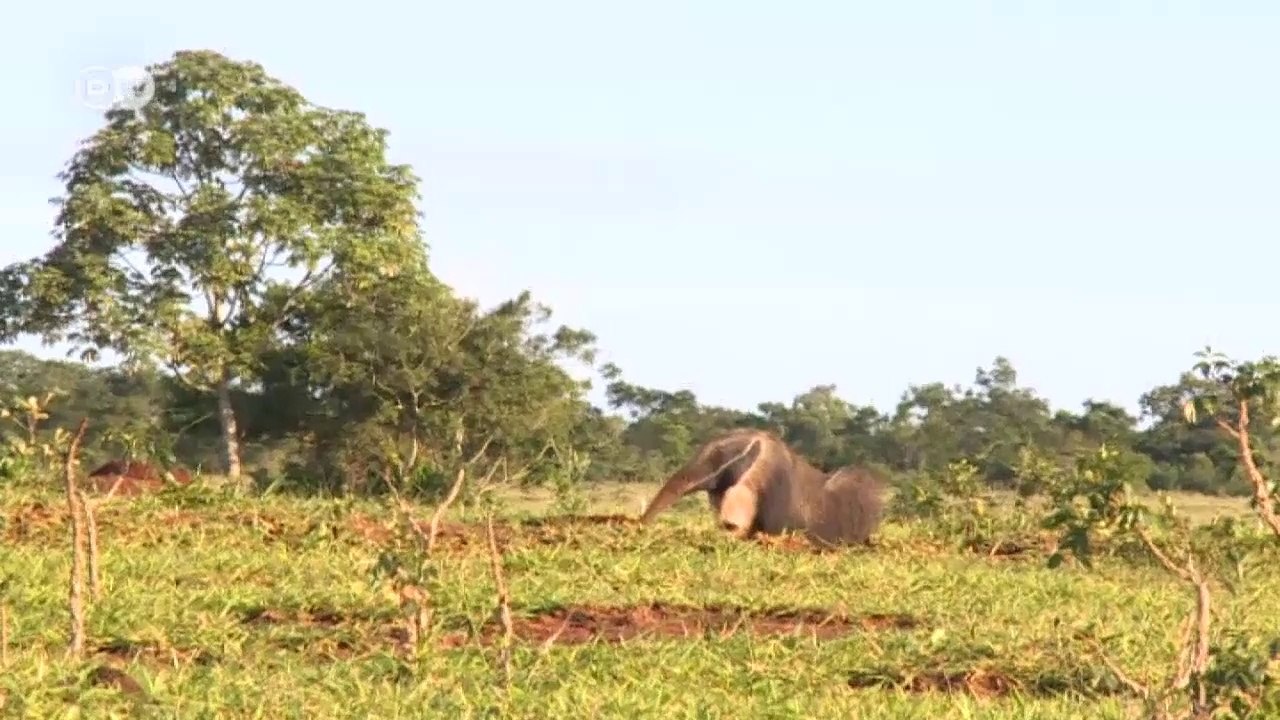 Brazil: Expedition to Paradise | Global 3000