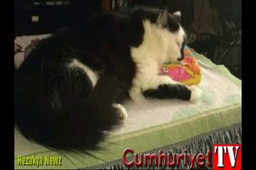 Kedilerinin saldırısına uğrayan aile polisi aradı