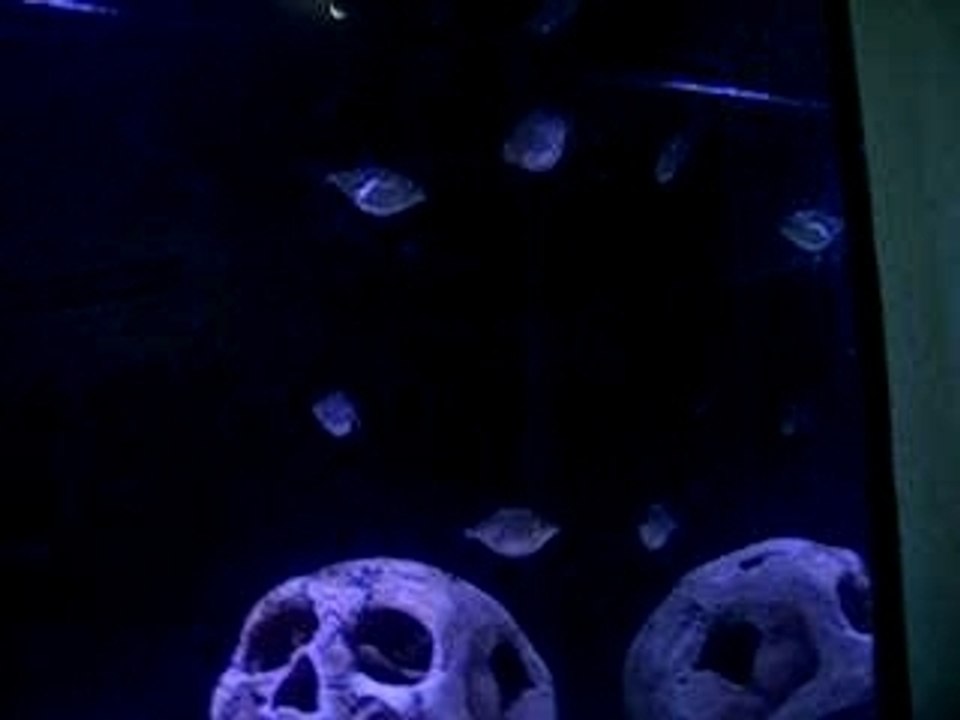 mes piranhas!