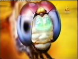 Omatidios: Ojos compuestos de los insectos