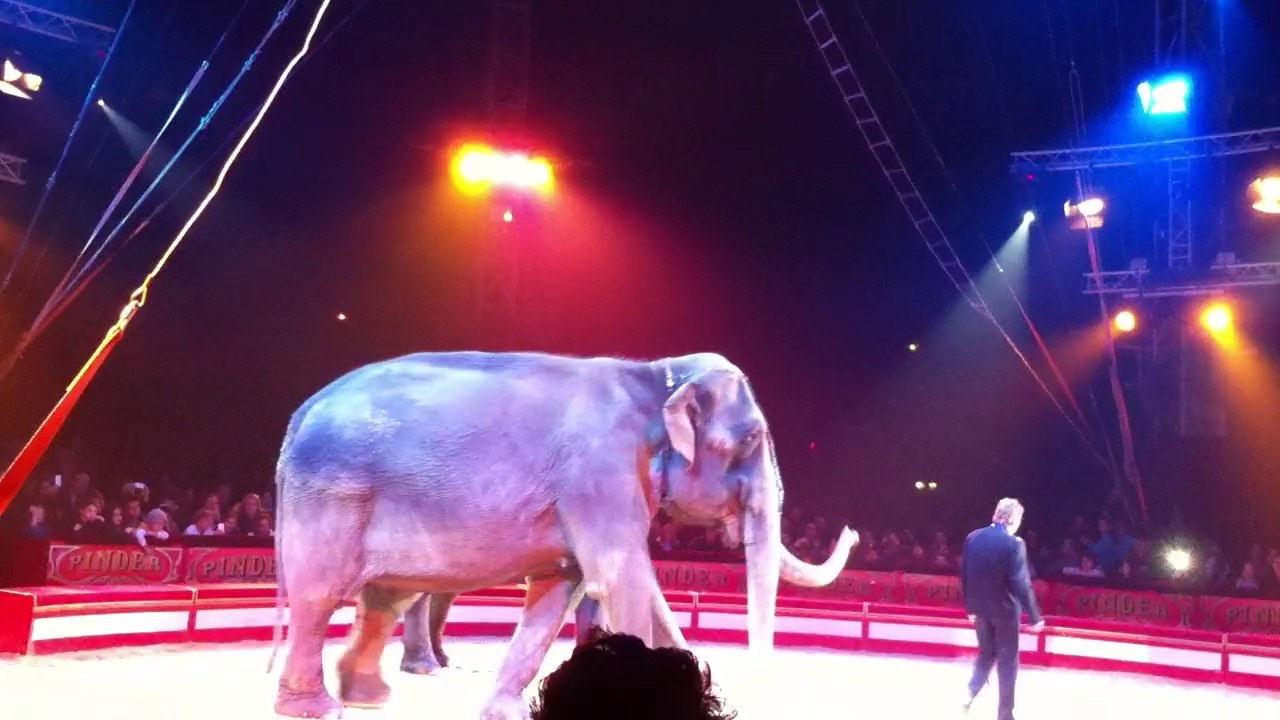les éléphants
