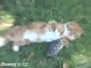 Kaplumbağa Kediye Atar Yapıyor
