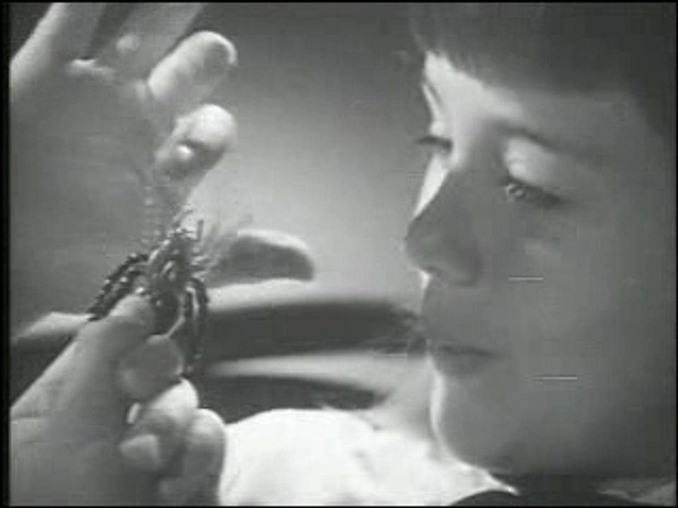 Creepy Crawlers