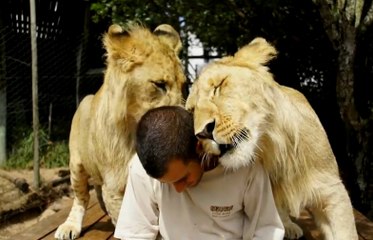 Aslanların Bakıcısına Olan Sevgisi Görülmeye Değer