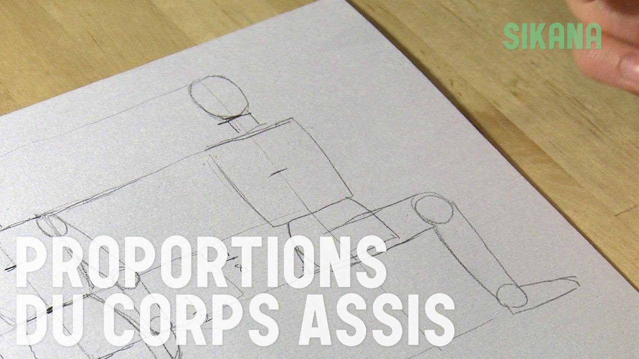 Proportion du corps assis