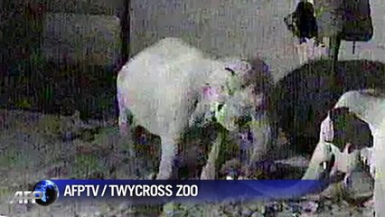 CCTV shows baby elephant born at British zoo