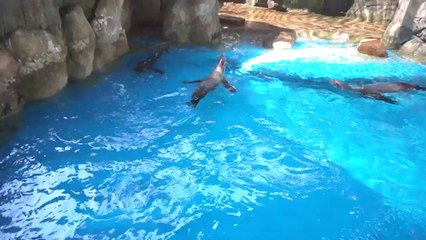 Audubon Zoo New Orleans