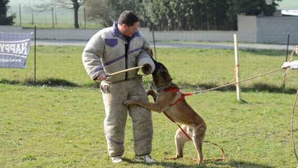 Iety du Millésime Champenois en formation chien de sécurité