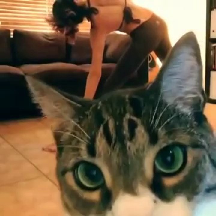 Un Chat Perturbe Une Séance De Yoga