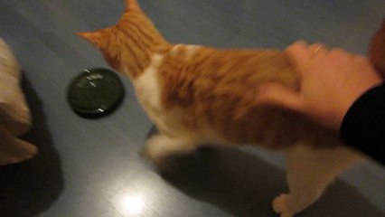 IROU