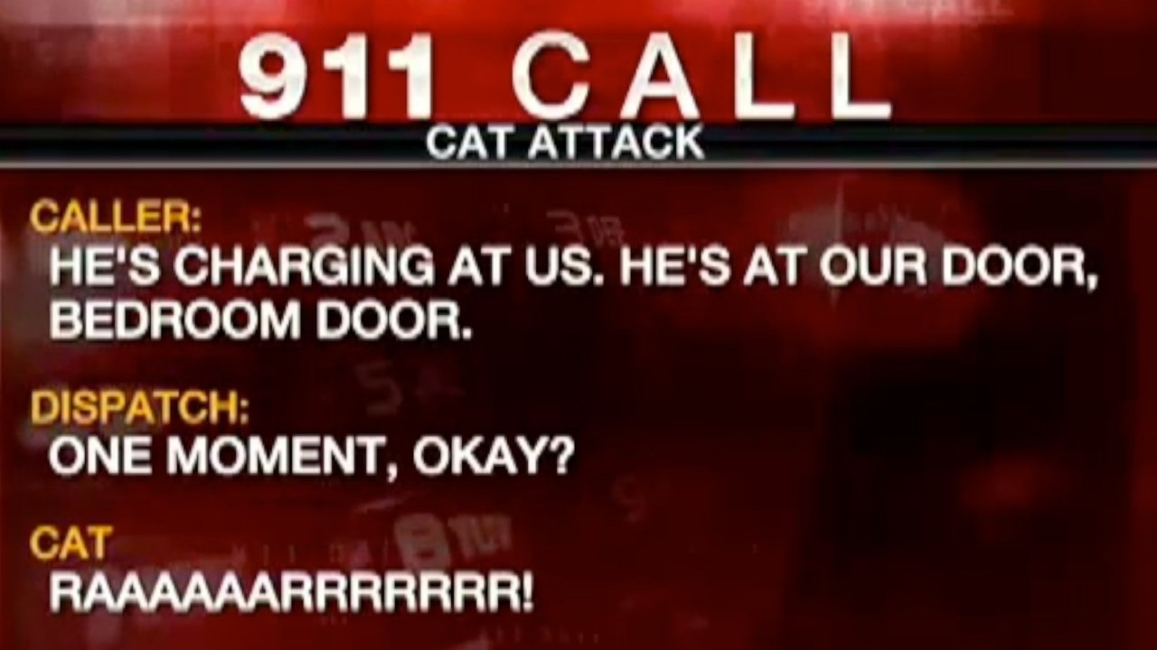 Family Attacked by Crazed, Baby-Eating Cat