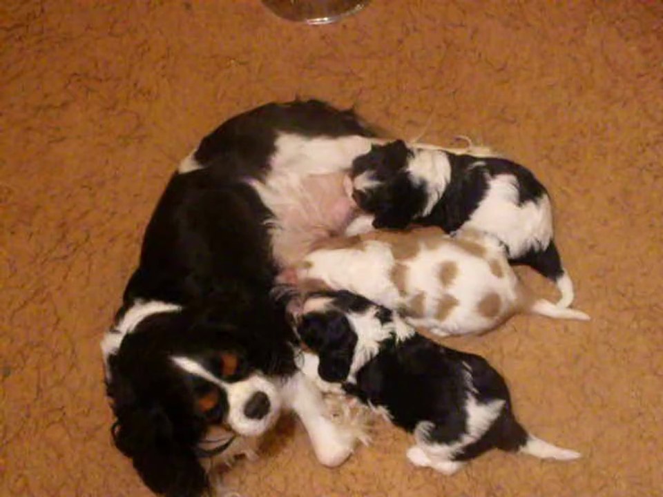 Chanel et ses bébés le 11 Mars 2014