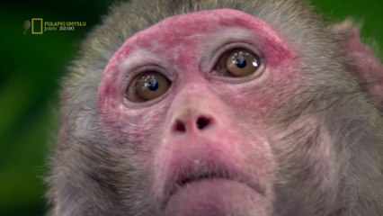 Narodziny zwierząt według Davida Attenborough. Pierwsze ssaki.