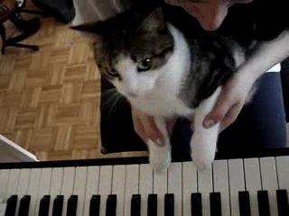 Muse playing piano