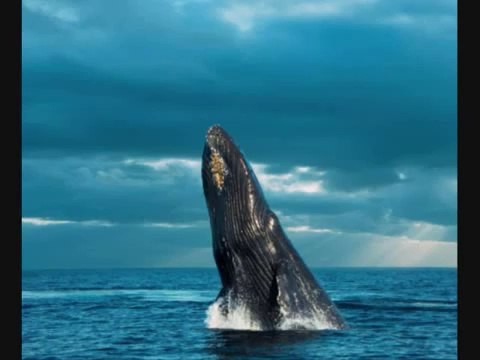 Maulana Tariq Jameel Waqia hazrat Suleman A.S