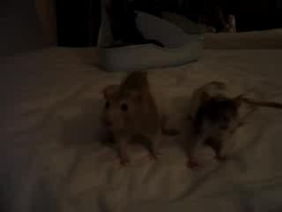 Michka et Zouzou