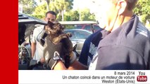 VIDÉO - Un chaton retrouvé coincé dans le moteur d'une voiture