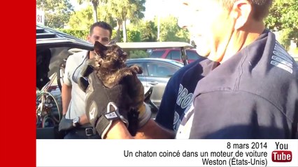VIDÉO - Un chaton retrouvé coincé dans le moteur d'une voiture