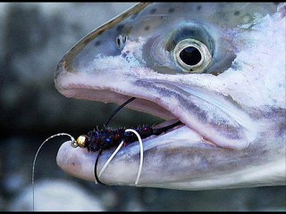 Chenille by The Electric Trunk