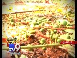 Unseasonal rains hit crops in Junagadh - Tv9 Gujarati