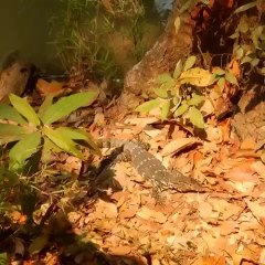 Waterfalls & Elephants