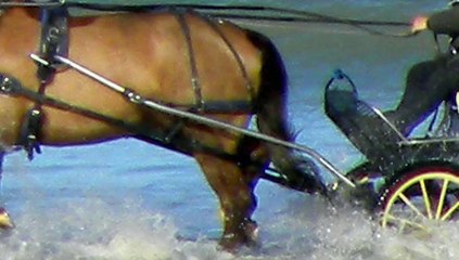 colnie présente mer ,chevaux,bateaux