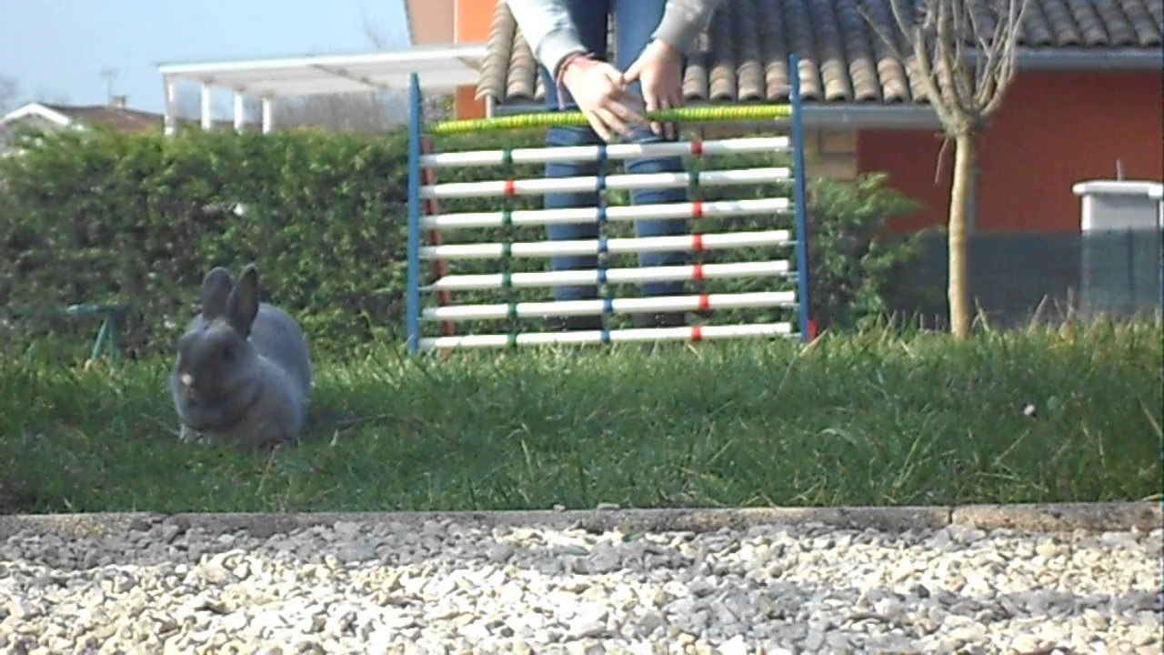 {Kaninhop,Puissance n°2} Bella avec record de 55cm!