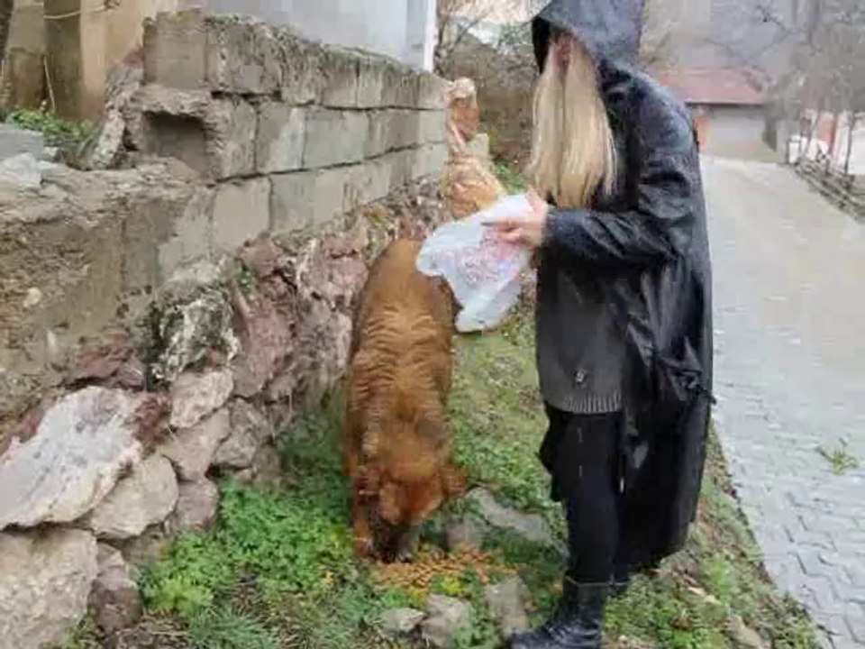 ölüme-terk-edilmiş-kopekler