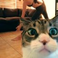Cute cat Wanted Attention....Funny cat Videobomb
