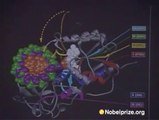 Nobel Lecture by Richard J. Roberts - Media Player at Nobelprize.org