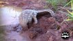 Adorable Pangolin Plays In The Mud