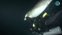 Dolphin Swims to Diver to Ask for Help