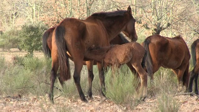 Les chevaux sauvages de retour en Espagne