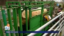 Station agricole de Mauron (56) : comment remplacer le soja pour l'alimentation des bovins ?