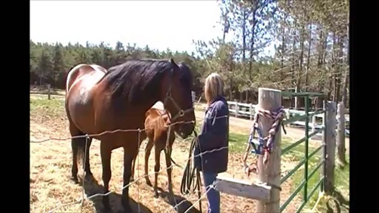 Naissance de ma pouliche Imma+été 2010