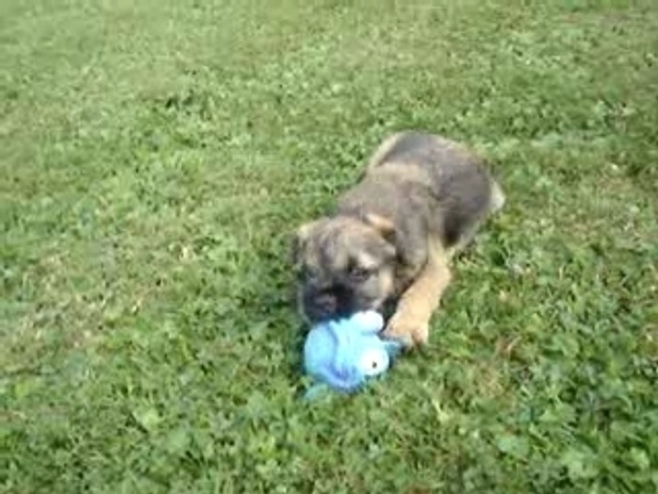 BORDER TERRIER Elvis petit