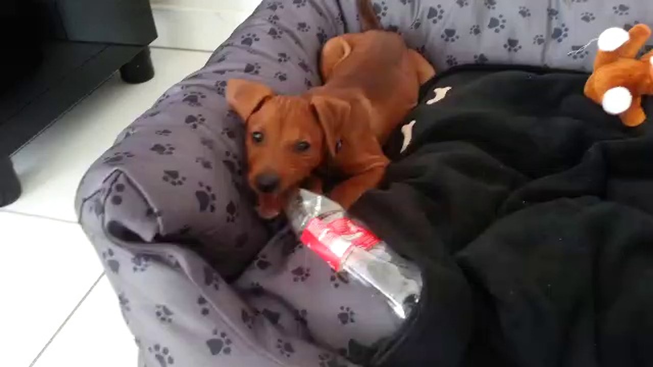 Jasper des Fringants Complices, 2 mois