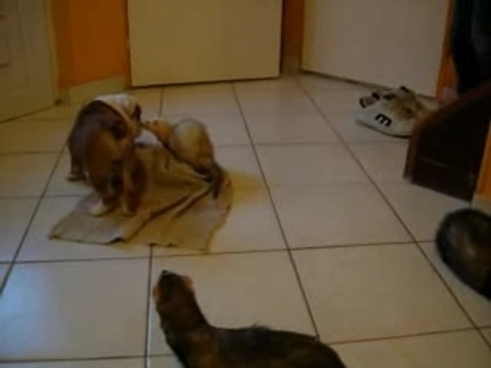 bartok et les furets 2