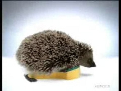 Spontex sexy éponge