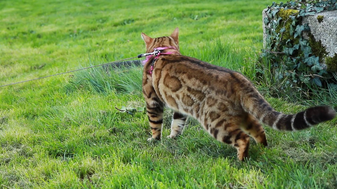 Chat bengal !!!