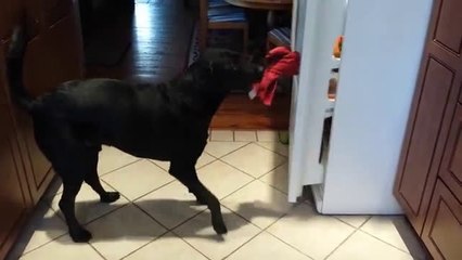 Dog retrieves raw egg from fridge