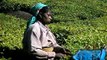 Les cueilleuses de thé dans les plantations de Munnar (Kerala)