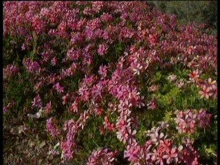 Mysteries of Jerusalem - Stairway to Paradise