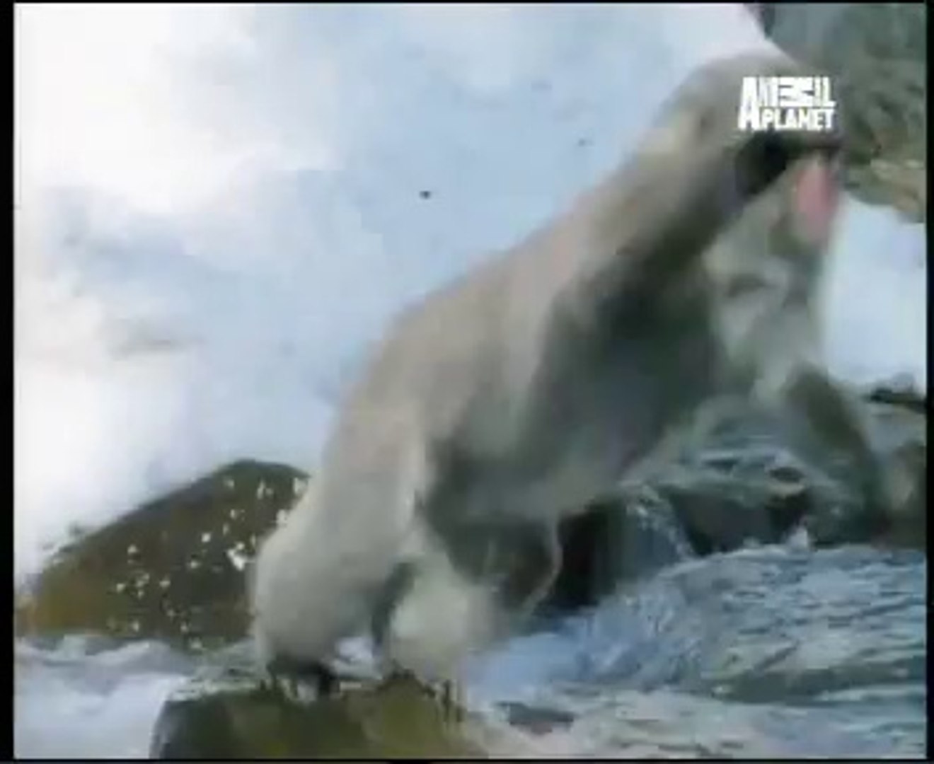 Amazing Animal Planet Video Hindi Video Dailymotion