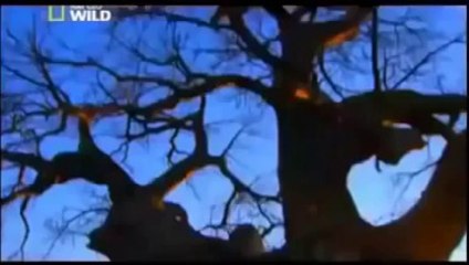 Documentary Lion Battle zone full documentary wildlife animals 2013 HD