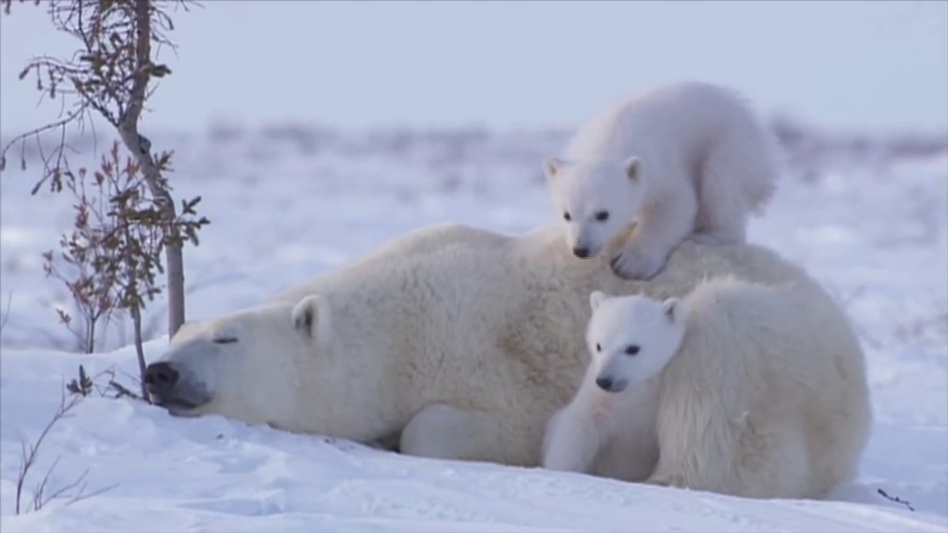 La vidéo la plus mignonne de l'histoire..? Maman ours blanc et ses petits..  - Vidéo Dailymotion