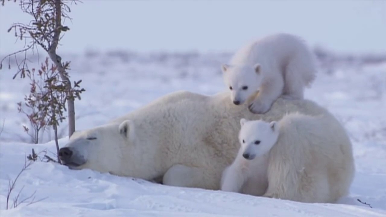 La Video La Plus Mignonne De L Histoire Maman Ours Blanc Et Ses Petits Video Dailymotion