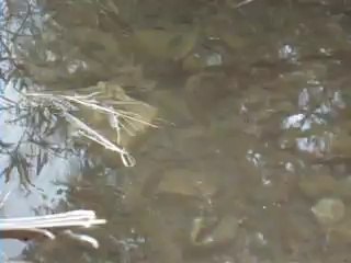 Fishies Video