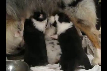 Berger australien tétée 23 jours